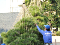 戸越公園　松の雪つり