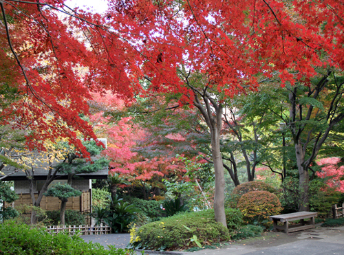 池田山公園　紅葉