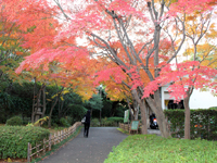 池田山公園　紅葉