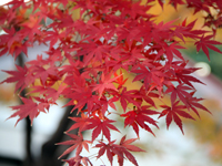 池田山公園　紅葉