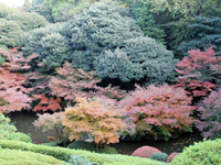 池田山公園　紅葉