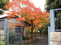 池田山公園　紅葉