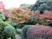 池田山公園　紅葉