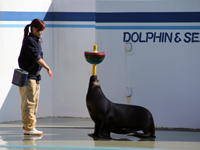 しながわ水族館のお正月イベント3