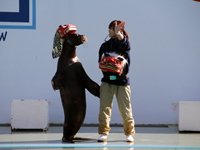 しながわ水族館のお正月イベント5