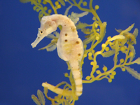 しながわ水族館のお正月イベント9