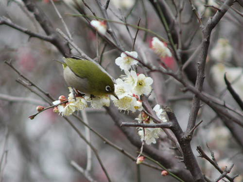 しながわ区民公園で梅の花1