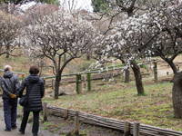 しながわ区民公園で梅の花2