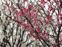 しながわ区民公園で梅の花3