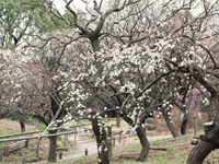 しながわ区民公園で梅の花4