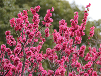 しながわ区民公園で梅の花5