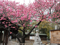 荏原神社の寒緋桜が開花