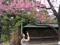 荏原神社の寒緋桜が開花
