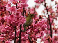 荏原神社の寒緋桜が開花