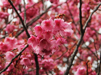 荏原神社の寒緋桜が開花