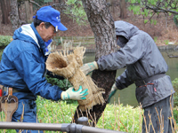 戸越公園で松のこもはずし