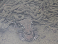 戸越公園で松のこもはずし