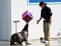 しながわ水族館ホワイトデーイベント