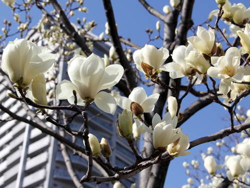 しながわ中央公園　ハクモクレンの花