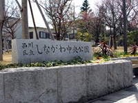 しながわ中央公園 ハクモクレンの花