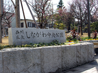 しながわ中央公園　ハクモクレンの花