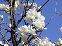 しながわ中央公園　ハクモクレンの花