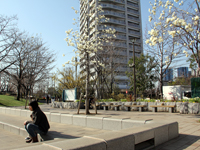 しながわ中央公園　ハクモクレンの花