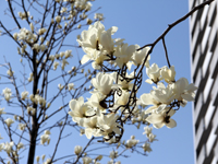 しながわ中央公園 ハクモクレンの花