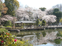 戸越公園の桜