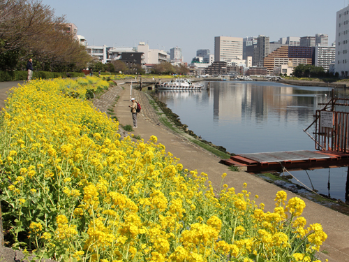 花海道の菜の花