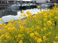 花海道の菜の花