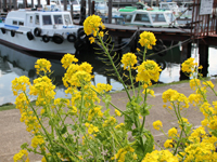 花海道の菜の花