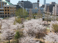 東品川海上公園14