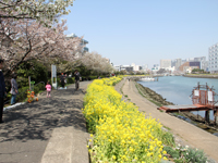 しながわ花海道2