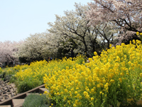 しながわ花海道3