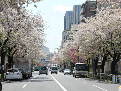 桜新道のサクラ1