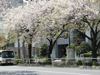 桜新道のサクラ3