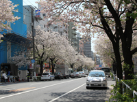 桜新道のサクラ4