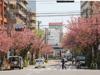 桜新道のサクラ5