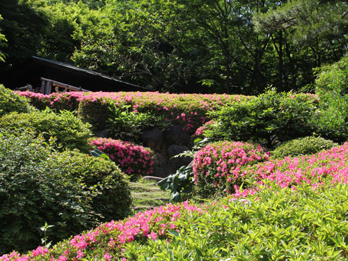 池田山公園サツキ1