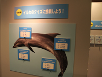 しながわ水族館　夏の特別展示