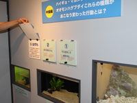 しながわ水族館 夏の特別展示