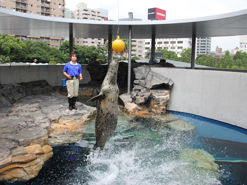 しながわ水族館アザラシショー