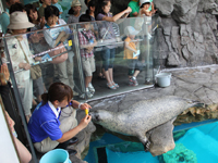 しながわ水族館アザラシショー