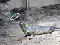 しながわ水族館アザラシショー