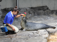 しながわ水族館アザラシショー