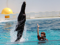 しながわ水族館シンクロアシカショー