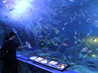 しながわ水族館 午後4時前のトンネル水槽