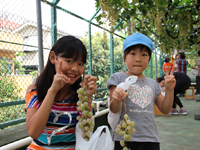 上神明小学校で伝統行事のぶどう狩り