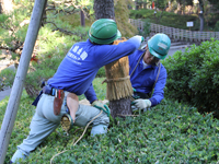 松のこも巻き